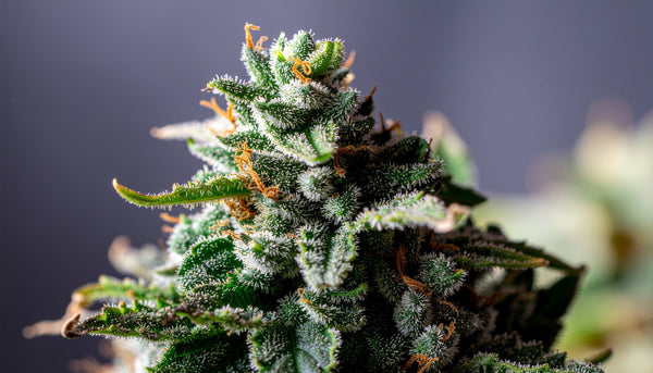 The Complete Guide to THCA: What It Is, How It Works, and Why It Matters