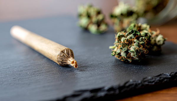 Why Whole Bud Pre-Rolls Matter: The Haze Connect’s Commitment to Quality