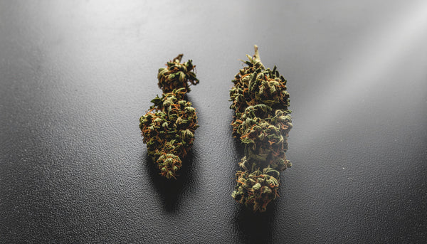 THCA Flower vs Regular Weed: How Do They Actually Compare?