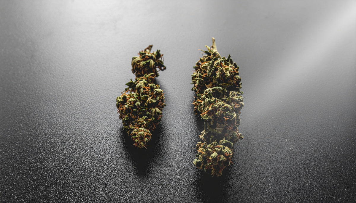 THCA Flower vs Regular Weed: How Do They Actually Compare?