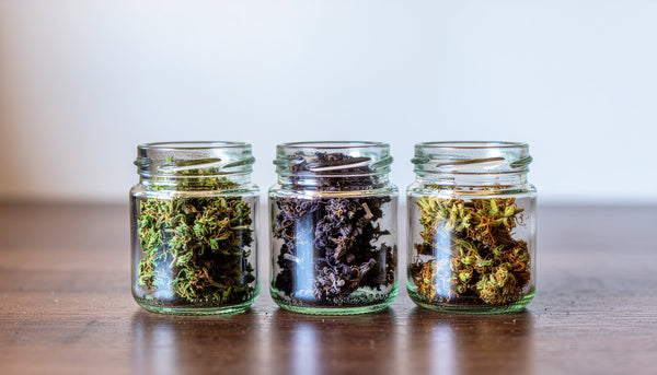 Best THCA Flower Strains for Beginners: A Starter Guide