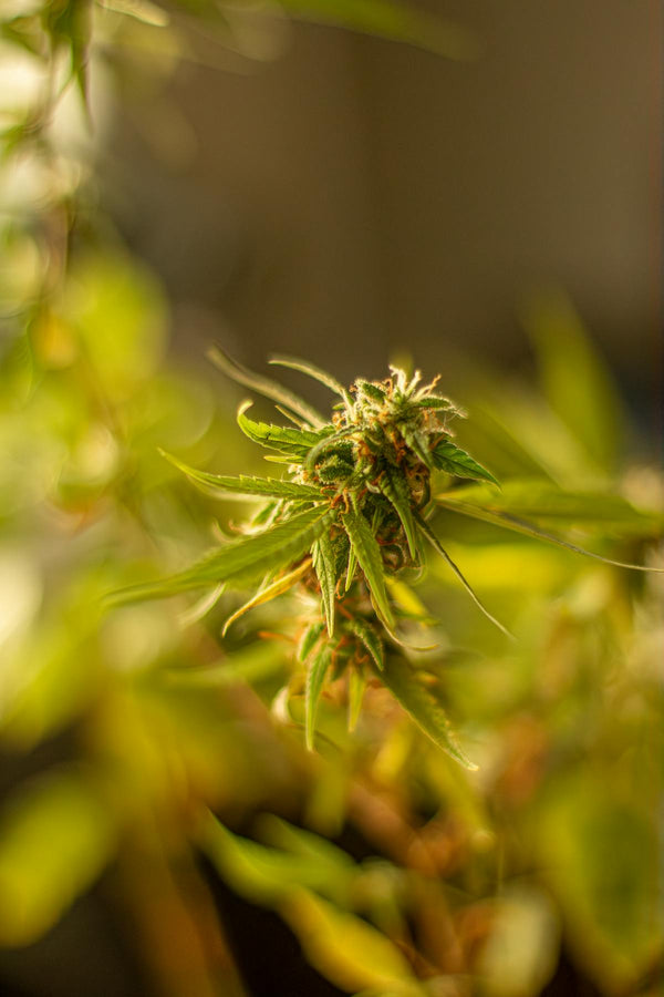 Indica vs Sativa vs Hybrid: How to Choose the Right Cannabis Strain