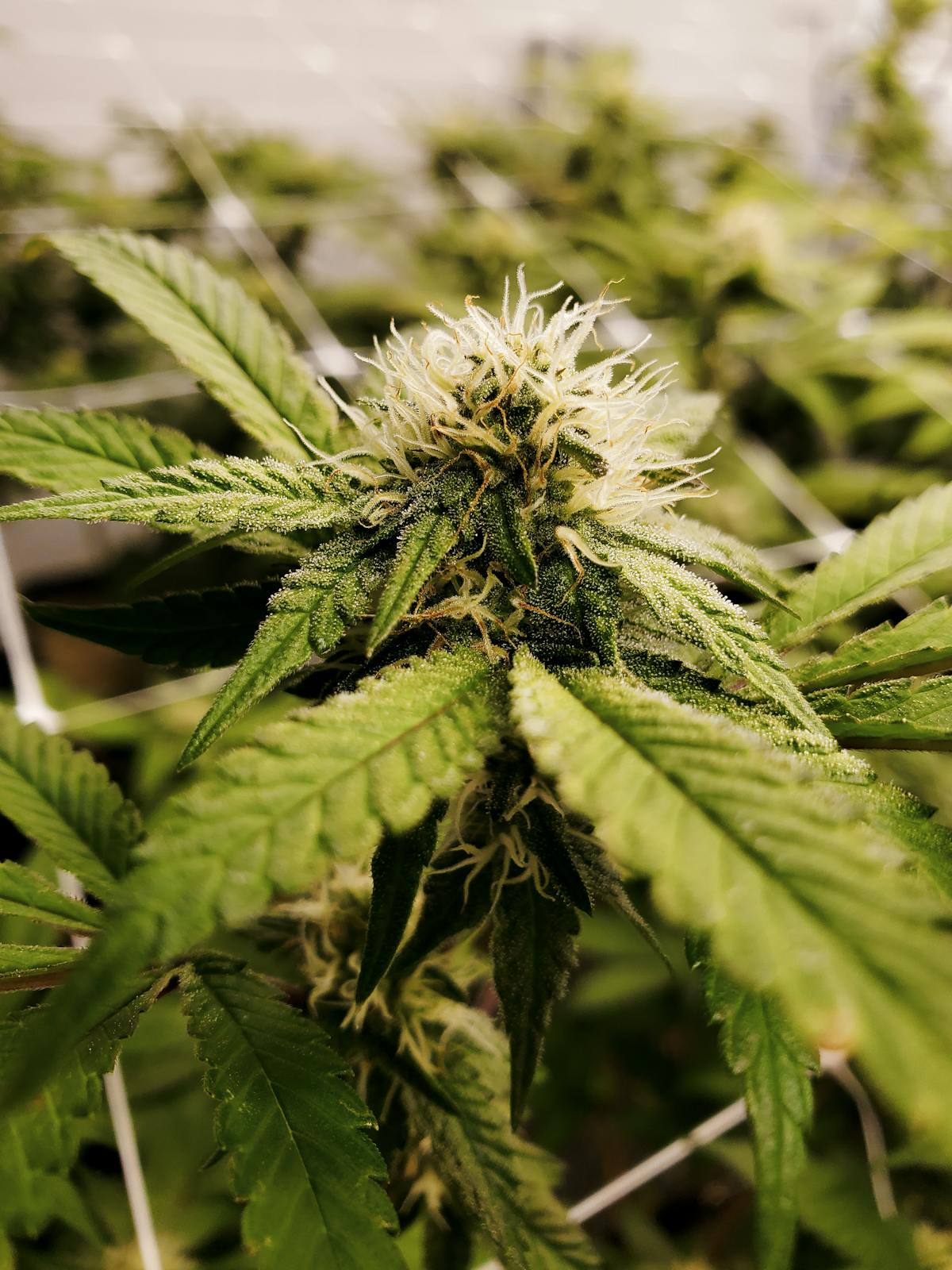 What the November 12, 2026 Federal Hemp Deadline Means in Every State