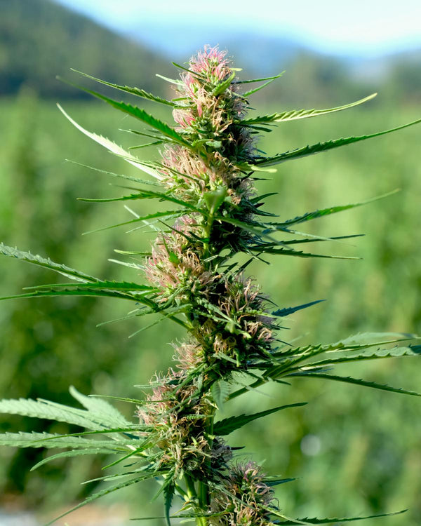 Is THCA Still Legal in South Carolina in 2026? What Changed and How to Buy Safely