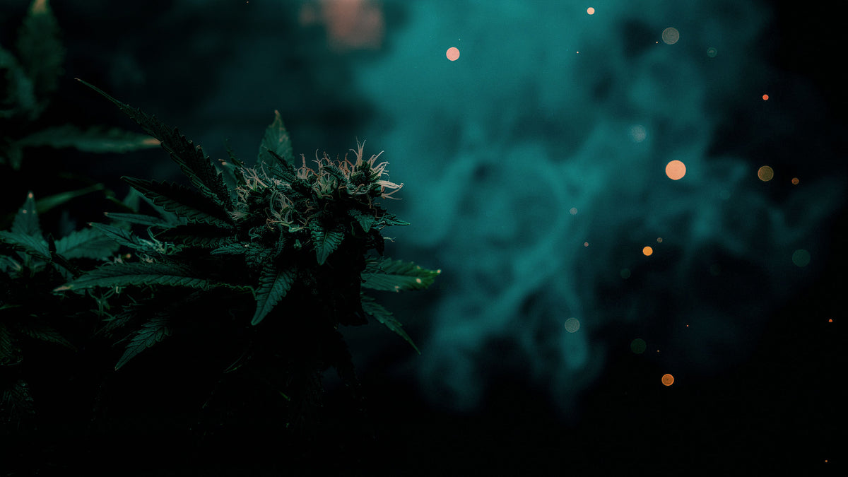 The Haze Connect