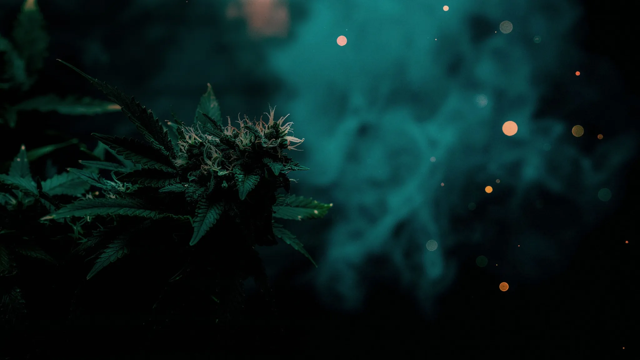 The Haze Connect
